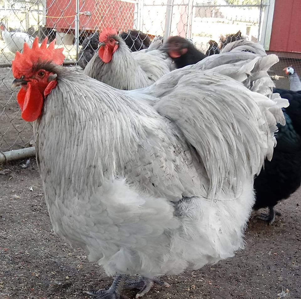 English Orpington - Lavender Hatching Eggs